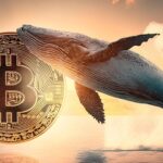 Bitcoin Whale Holdings of Reaches 2-Year High