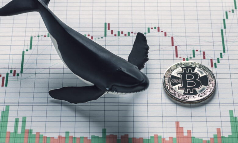bitcoin price whale movements today