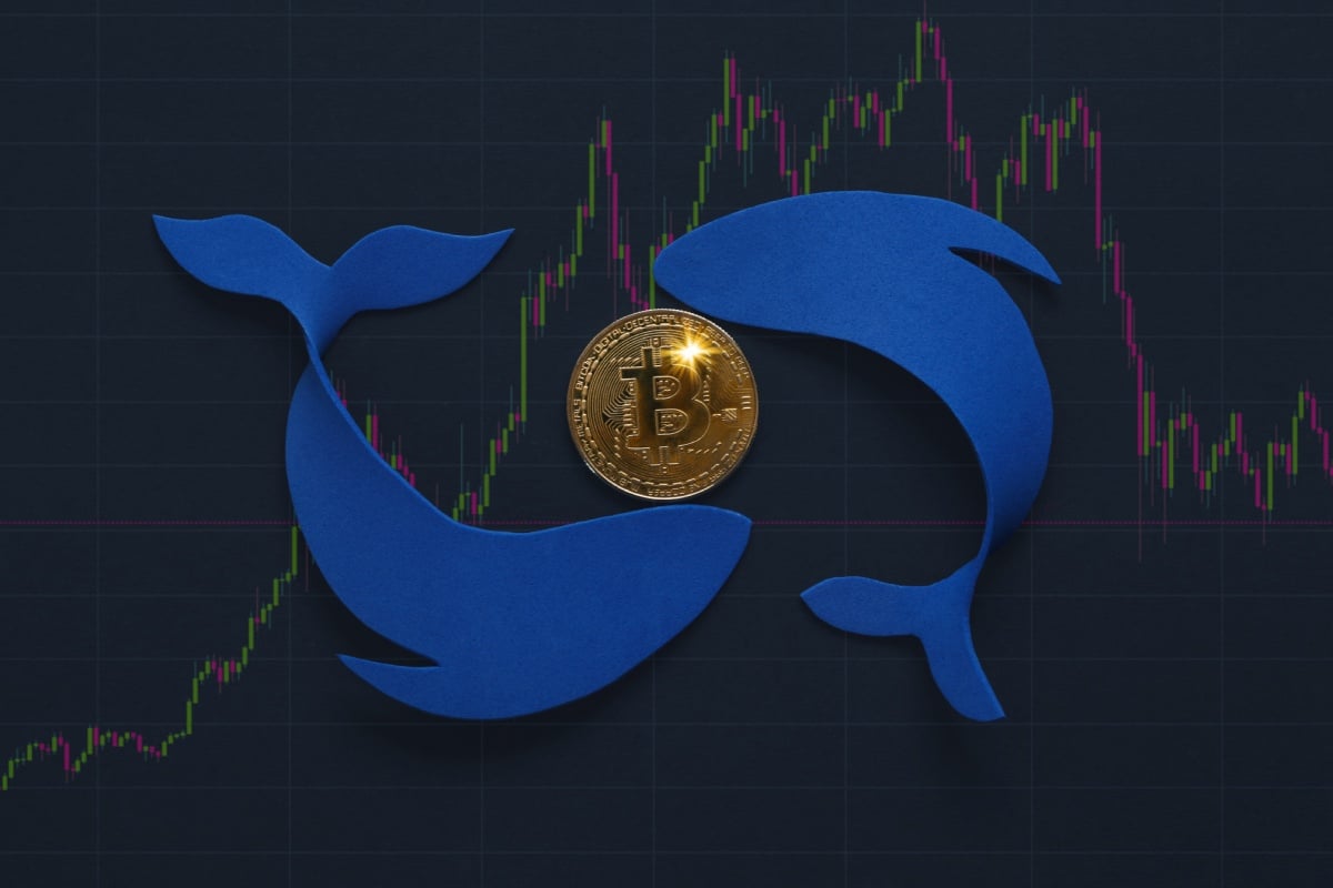 Real Time Whale Tracking and Price Correlation